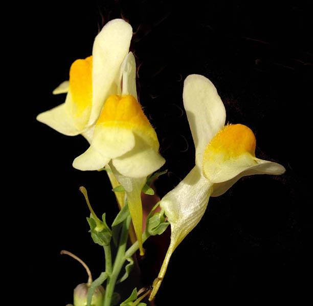 Linaria vulgaris